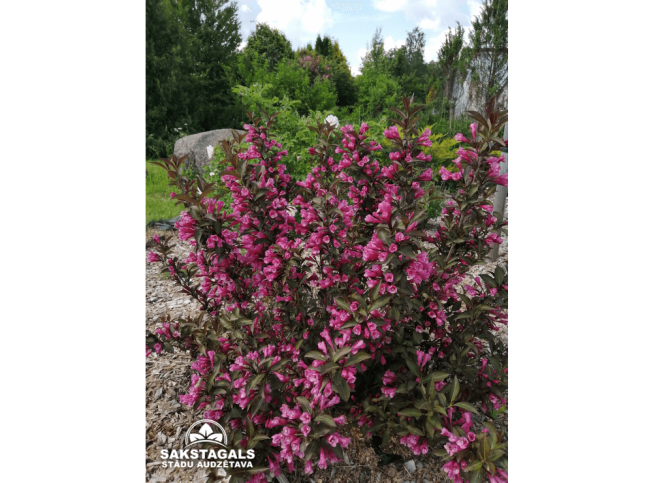 Weigela florida   'Foliis Purpureis'
